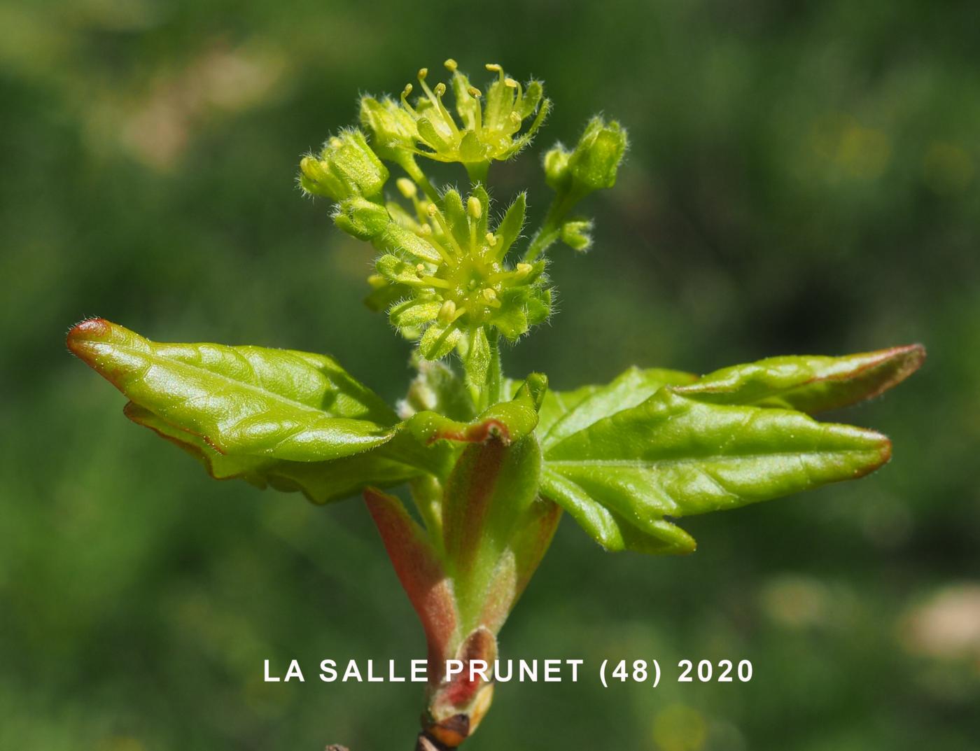 Maple, Field flower